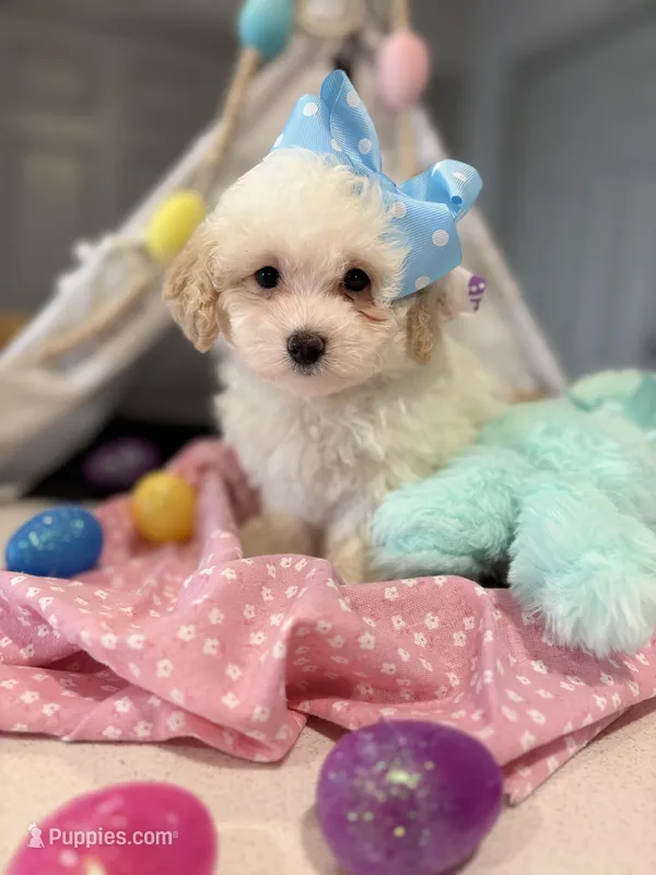 Joy  – Maltipoo, Poodle - Toy  puppy for sale in Fort Worth, TX