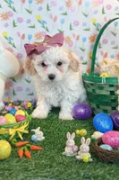 Joy , a female Maltipoo and Poodle - Toy  for sale in Fort Worth, TX – Photo 2 of 3
