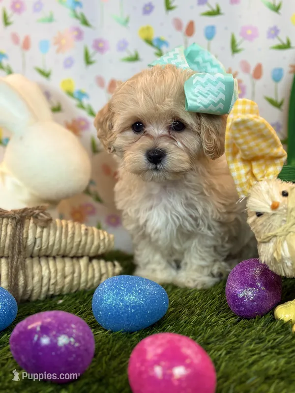 Chloe *Apricot colored*