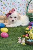 Joy , a female Maltipoo and Poodle - Toy  for sale in Fort Worth, TX – Photo 3 of 3