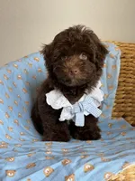 Prince charming 🧸, a male Maltipoo and Poodle - Toy  for sale in Grand Prairie, TX – 2 of 4