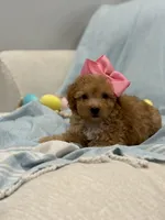 Nova, a female Poodle - Toy  for sale in Fort Worth, TX – Photo 3 of 3