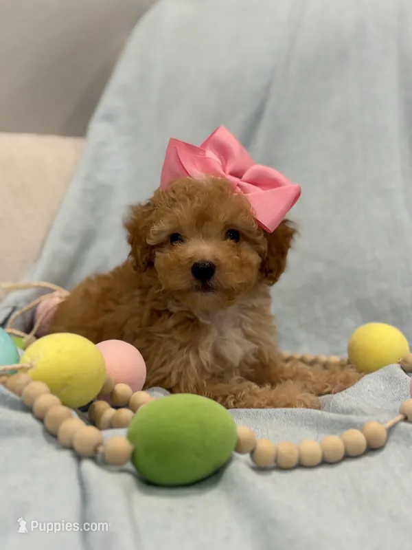 Nova – Poodle - Toy  puppy for sale in Fort Worth, TX