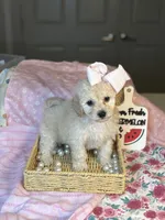 Butter cup , a female Maltipoo and Poodle - Toy  for sale in Grand Prairie, TX – 4 of 4