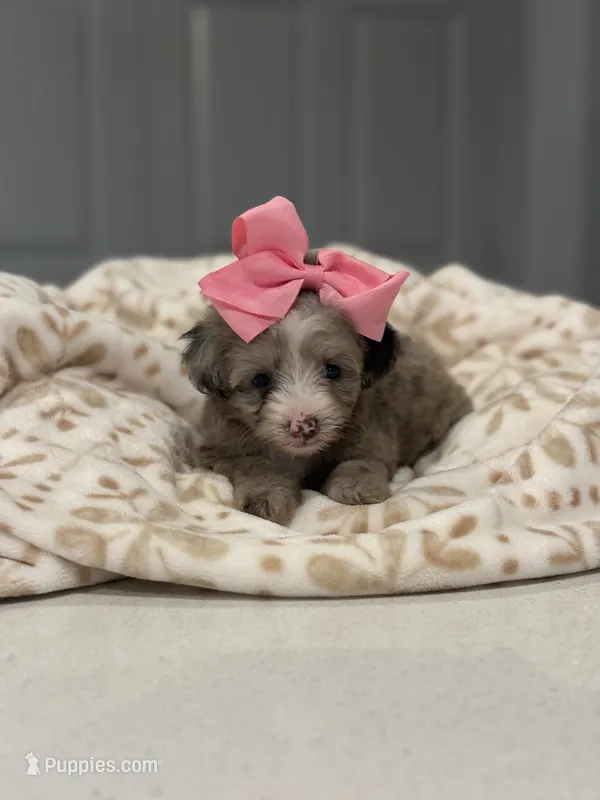 Ollie – Maltipoo, Poodle - Toy  puppy for sale in Fort Worth, TX