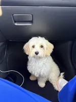 Perlita , a female Maltese for sale in Fort Worth, TX – 1 of 4