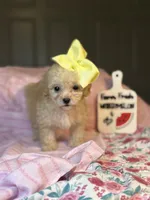 Joy  *tiny girl *, a female Maltipoo and Poodle - Toy  for sale in Grand Prairie, TX – 3 of 4