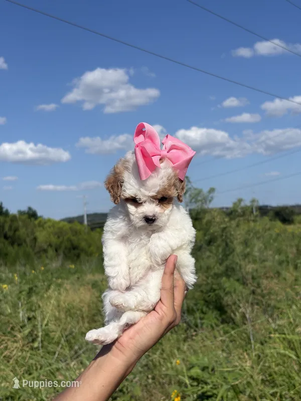 Bella Red parti   – Poodle - Toy  puppy for sale in Grand Prairie, TX