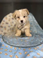 *Paddington 🧸*, a male Maltipoo and Poodle - Toy  for sale in Grand Prairie, TX – 1 of 4