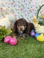 Humple Chocolate Dapple *Special unique coloring*, a male Dachshund and Miniature Dachshund for sale in Fort Worth, TX – Photo 5 of 7