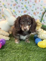 Humple Chocolate Dapple *Special unique coloring*, a male Dachshund and Miniature Dachshund for sale in Fort Worth, TX – Photo 1 of 7