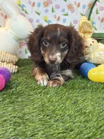 Humple Chocolate Dapple *Special unique coloring*, a male Dachshund and Miniature Dachshund for sale in Fort Worth, TX – Photo 2 of 7