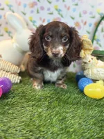 Humple Chocolate Dapple *Special unique coloring*, a male Dachshund and Miniature Dachshund for sale in Fort Worth, TX – Photo 4 of 7