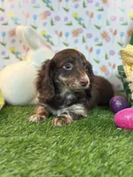 Humple Chocolate Dapple *Special unique coloring*, a male Dachshund and Miniature Dachshund for sale in Fort Worth, TX – Photo 3 of 7