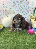 Humple Chocolate Dapple *Special unique coloring*, a male Dachshund and Miniature Dachshund for sale in Fort Worth, TX – Photo 6 of 7