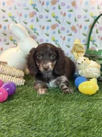 Humple Chocolate Dapple *Special unique coloring*, a male Dachshund and Miniature Dachshund for sale in Fort Worth, TX – Photo 7 of 7
