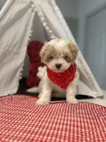 Prince Apricot Parti , a male Maltipoo and Poodle - Toy  for sale in Fort Worth, TX – Photo 4 of 5