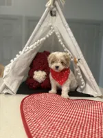 Prince Apricot Parti , a male Maltipoo and Poodle - Toy  for sale in Fort Worth, TX – Photo 2 of 5