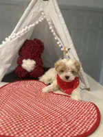 Prince Apricot Parti , a male Maltipoo and Poodle - Toy  for sale in Fort Worth, TX – Photo 5 of 5