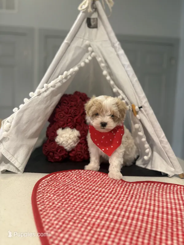 Prince Apricot Parti 