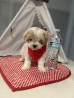 Prince Apricot Parti , a male Maltipoo and Poodle - Toy  for sale in Fort Worth, TX – Photo 3 of 5