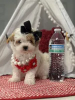 Daisy 🌼 Apricot Parti , a female Maltipoo and Poodle - Toy  for sale in Fort Worth, TX – Photo 1 of 5