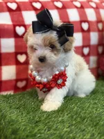 Daisy 🌼 Apricot Parti , a female Maltipoo and Poodle - Toy  for sale in Fort Worth, TX – Photo 5 of 5