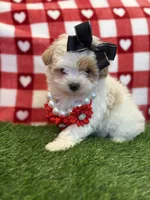 Daisy 🌼 Apricot Parti , a female Maltipoo and Poodle - Toy  for sale in Fort Worth, TX – Photo 4 of 5