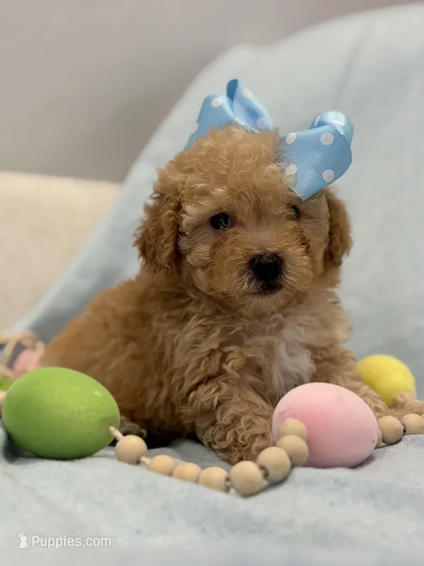 Paris * Apricot * – Maltipoo, Poodle - Toy  puppy for sale in Fort Worth, TX
