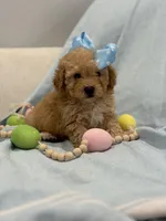 Paris, a female Poodle - Toy  for sale in Fort Worth, TX – Photo 2 of 3