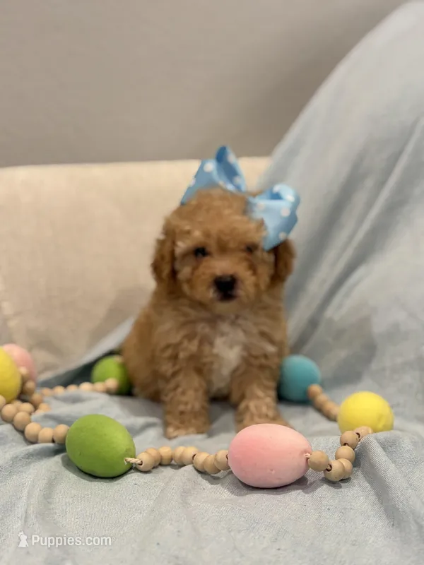 Paris – Poodle - Toy  puppy for sale in Fort Worth, TX