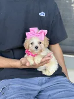 Tiny , a female Maltipoo and Poodle - Toy  for sale in Fort Worth, TX – Photo 2 of 4