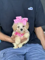 Tiny , a female Maltipoo and Poodle - Toy  for sale in Fort Worth, TX – Photo 3 of 4