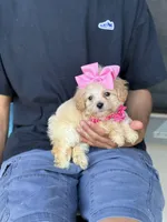 Tiny , a female Maltipoo and Poodle - Toy  for sale in Fort Worth, TX – Photo 4 of 4