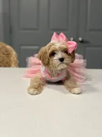 Nala , a female Maltipoo for sale in Fort Worth, TX – Photo 3 of 3