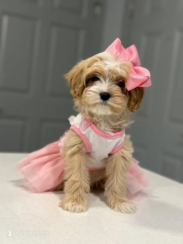 Nala  – Maltipoo puppy for sale in Fort Worth, TX