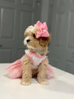 Nala , a female Maltipoo for sale in Fort Worth, TX – Photo 2 of 3