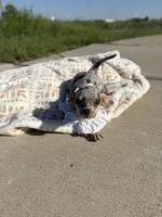Valentina born on Valentine’s Day ❤️*Baby Blue Merle *, a female Chihuahua for sale in Fort Worth, TX – Photo 4 of 4