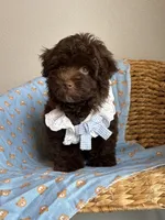 Prince charming 🧸, a male Maltipoo and Poodle - Toy  for sale in Grand Prairie, TX – 3 of 4