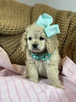 Halo, a female Cockapoo for sale in Fort Worth, TX – Photo 1 of 3