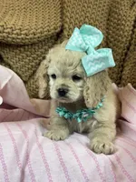 Halo, a female Cockapoo for sale in Fort Worth, TX – Photo 2 of 3