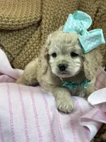 Halo, a female Cockapoo for sale in Fort Worth, TX – Photo 3 of 3