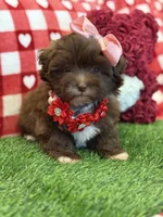 Ruby chocolate Parti , a female Maltipoo and Poodle - Toy  for sale in Fort Worth, TX – Photo 5 of 6
