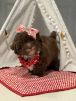 Ruby chocolate Parti , a female Maltipoo and Poodle - Toy  for sale in Fort Worth, TX – Photo 6 of 6