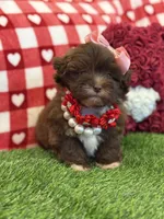 Ruby chocolate Parti , a female Maltipoo and Poodle - Toy  for sale in Fort Worth, TX – Photo 1 of 6