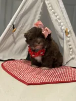 Ruby chocolate Parti , a female Maltipoo and Poodle - Toy  for sale in Fort Worth, TX – Photo 2 of 6