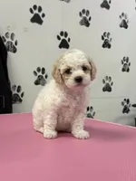 Tinker, a female Poodle - Toy  for sale in Fort Worth, TX – Photo 3 of 3