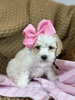 Tinker, a female Poodle - Toy  for sale in Fort Worth, TX – Photo 5 of 7