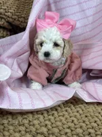 Tinker, a female Poodle - Toy  for sale in Fort Worth, TX – Photo 6 of 7