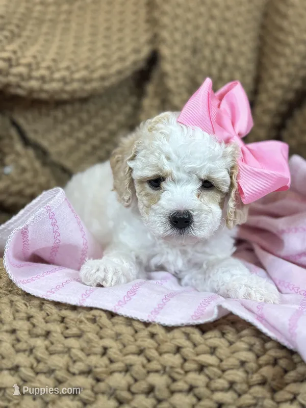 Tinker – Poodle - Toy  puppy for sale in Fort Worth, TX